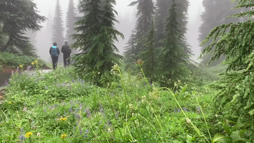 A scenic hike along the Nisqually Vista Loop in Mt. Rainier National Park, in Washington.