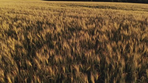 Flight above ripe golden wheat field at sunset. Quick flight forward and up.