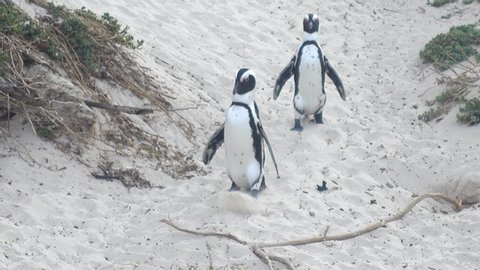 Two African Penguins Walking on Boulders Beach in Capetown