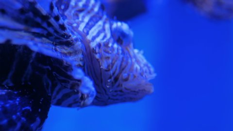 Close up view of ugly striped lionfish with venomous spines in large public aquarium tank at Oceanarium with blue illumination. Underwater life and ichthyology concept