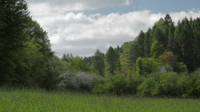 Landscape meadow and forest in spring. Nature tranquil scene, Poland, Europe. Camera locked down. 1080 full HD video footage.