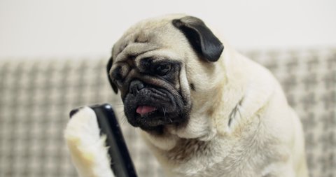 Funny pug dog looking at phone, watching something. Holding smartphone in paw, like human. Fake paw. Joke, prank