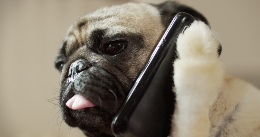 Funny pug dog talking on phone, listening to the speaker. Holding smartphone in paw, like human. Fake paw. Joke, prank Royalty-Free Stock Footage #1036656794
