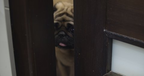 Funny, curious pug dog peeping through the door slit. Opening the door with its paw and coming in