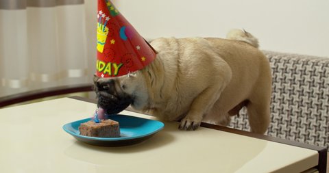 Funny pug dog birthday party. edible delicious cake with a burning candle