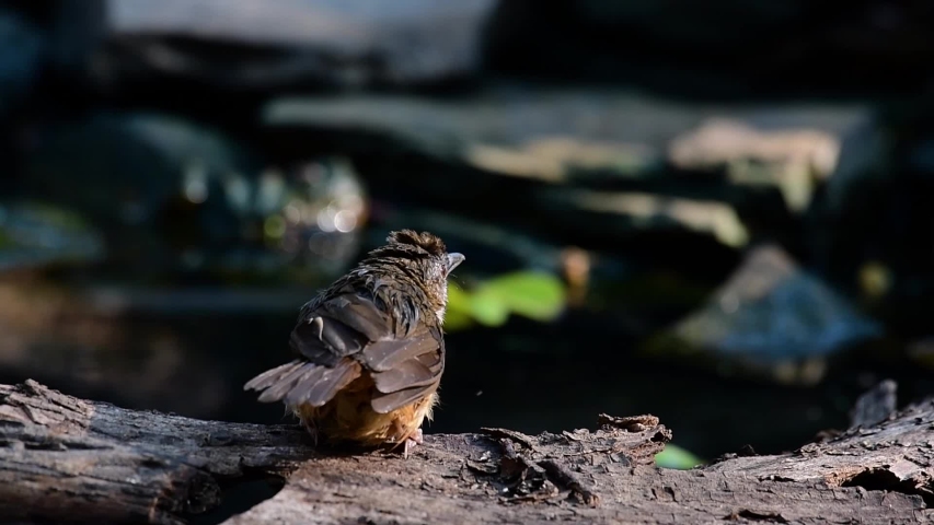 The Abbot’s Babbler is found in the Himalayas to South Asia and the Southeast Asia; in Thailand they are found in the forests foraging in dense undergrowth near the ground.