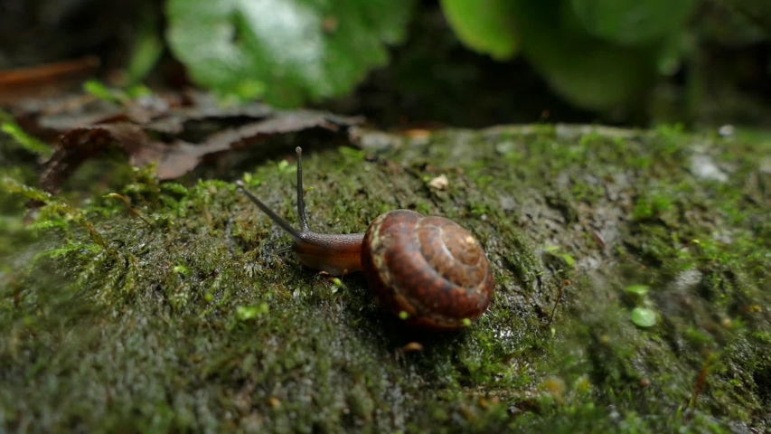 A snail at the foot of the Ivanovsky falls.  | Shutterstock HD Video #1036668530