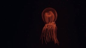 Glowing red and orange Chironex fleckeri jellyfish floating in slow motion. - Powered by Shutterstock - Get 15% off with code: PIKWIZARD15