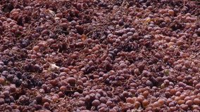 Raisins grape drying on a typical pasero at sun in Andalusia, Spain