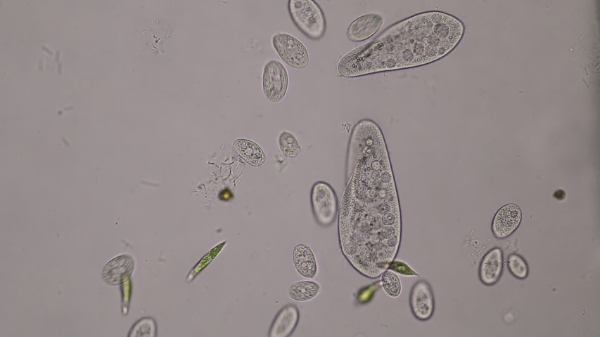 Paramecium Caudatum Is A Genus Stock Footage Video 100 Royalty Free 1036679078 Shutterstock