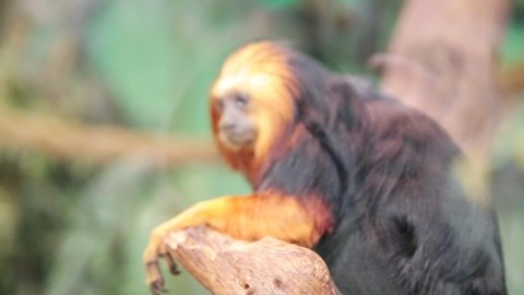 A golden-headed lion tamarin (Leontopithecus chrysomelas) in a wildlife park in UK. Also known as the golden-headed tamarin, the lion tamarin is a small primate endemic to Brazil. 
