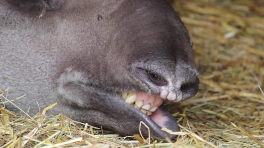 Tapir Cum