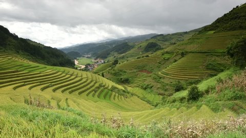 Green Rice fields on terraced in Muchangchai, Vietnam Rice fields prepare the harvest at Northwest Vietnam.Vietnam landscapes.
