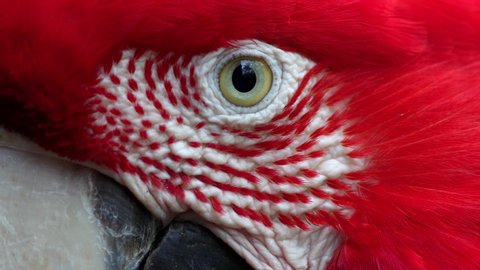 Extreme Closeup of Red and Green Macaw (Ara chloropterus)  in Iguazu Falls, Brasil - Argentina - 3 Scene Clip Pack Collection