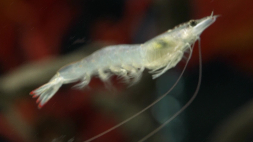 Close-up of shrimp swimming in the water. Royalty-Free Stock Footage #1036686287