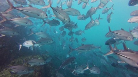 A huge shoal of Jacks (Trevally) on a murky, shallow water coral reef