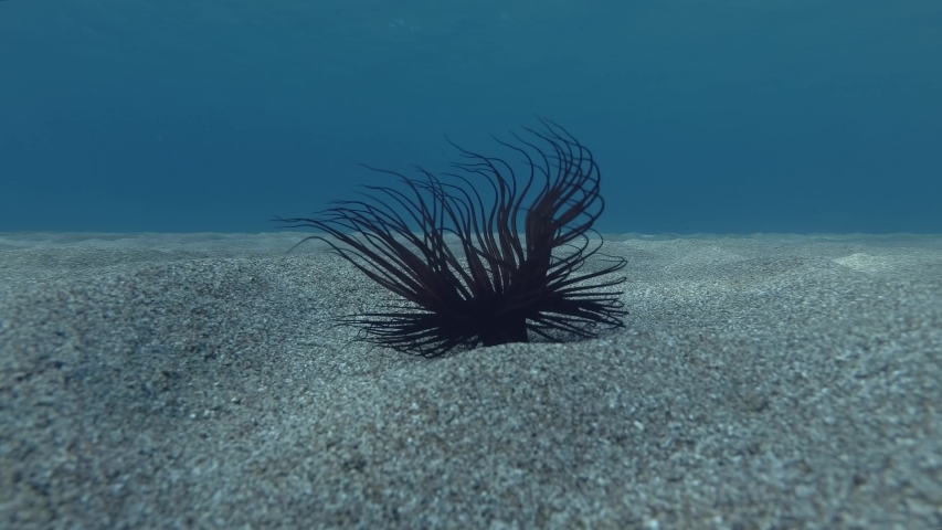 Black Tube anemone on the sandy sea bottom on blue water background. Cylinder anemone or coloured tube anemone (Cerianthus membranaceus) Underwater shot. Mediterranean Sea, Europe.