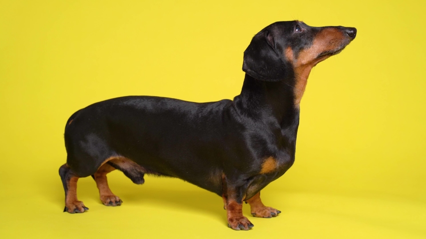 yellow dachshund
