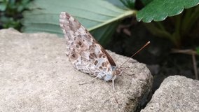 A video of a tortoise shell butterfly with closed wings on a brick wall
