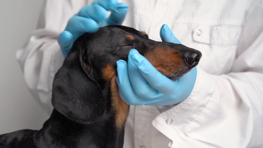 Veterinarian examine on the eyes of a dog dachshund. Cataract eyes of dog. Medical and Health care of pet concept. Royalty-Free Stock Footage #1036699850