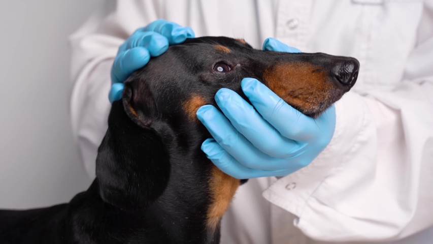 Purebred dog examined by a veterinarian veterinarian at the animal hospital,Veterinarian examines eyes dog in animal hospital Royalty-Free Stock Footage #1036699904