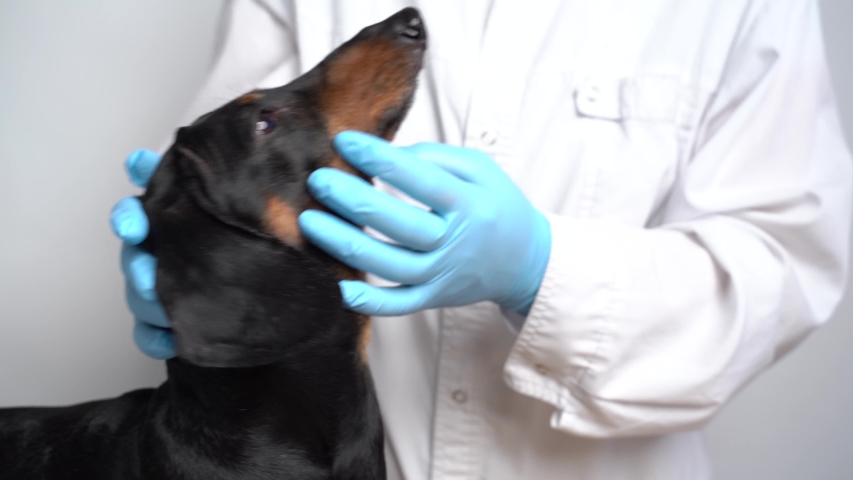 Purebred black teckel on being examined by a veterinarian Royalty-Free Stock Footage #1036699916