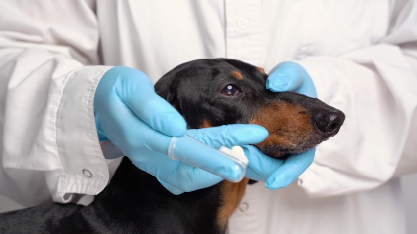 Dachshund Dog Black Tan Sleeping Bed Stock Footage Video 100 Royalty Free 1031943518 Shutterstock