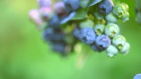 Blueberry. Fresh and ripe organic Blueberries plant growing in a garden. Diet, dieting, healthy vegan food. Blue berry hanging on a branch Bio, organic healthy food. Agriculture. Slow motion 4K UHD