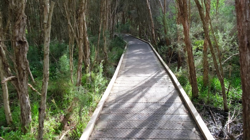 POV walk on boardwalk through native swamp bush reserve in Australia