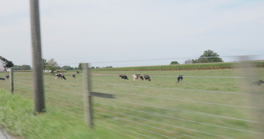 Drive Through Scenic Rural Farmland with Cows, Barn and Silos