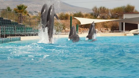  Striking view of six dolphins jumping high out of water and diving back in a large swimming pool with celeste water on a sunny day in summer in slow motion.