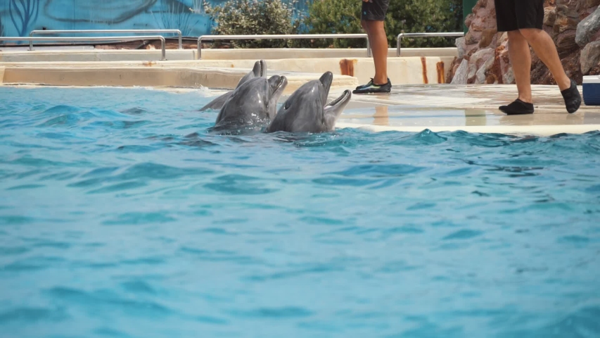 dolphin paddling pool