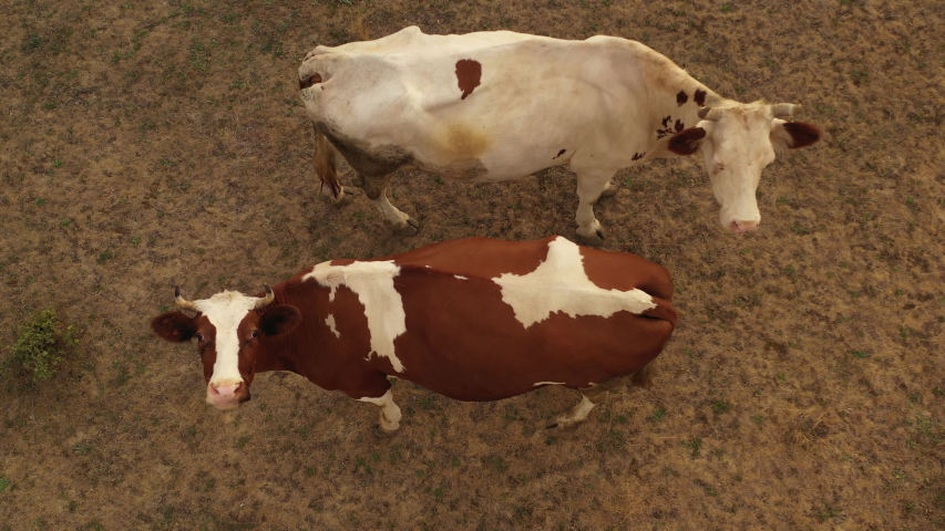 Cows graze in the meadow, where the grass burned from the heat.