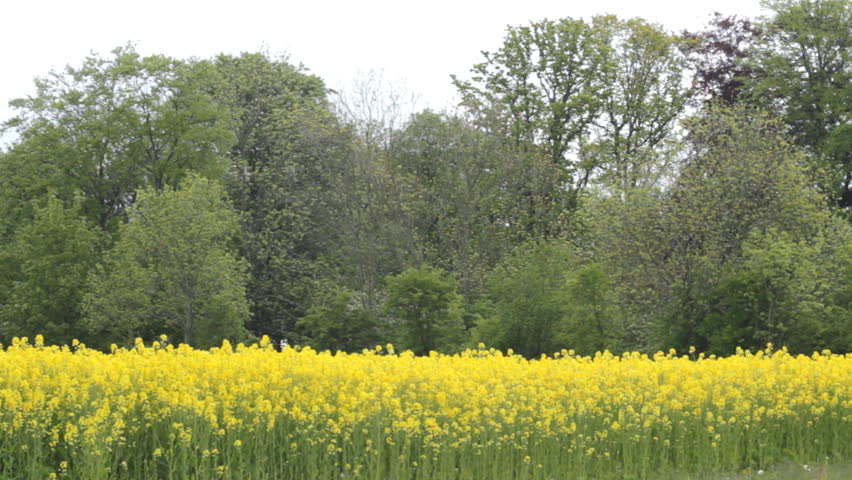 Golden Yellow rapeseed oil field canola blossom plant summer field in Sweden Malmo