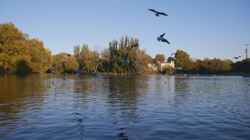 Seagulls flying over a lake in a park in autumn.