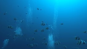 School of angelfishes and other tropical fishes are swimming under the red sea. Also bubbles are looking beautiful too.