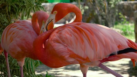 Close-up of Pink Flamingo sleeping 