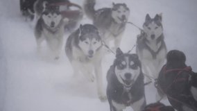A determined dogsled team pulling a sled through a snowstorm. Close up slow motion clip.