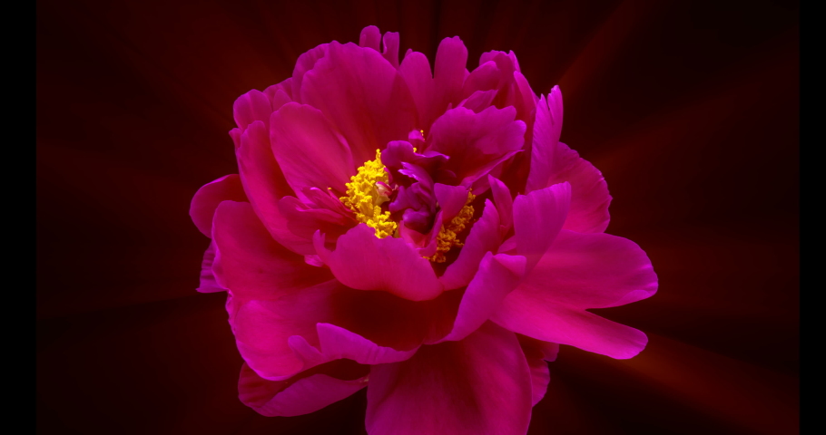 The glow of the petals of blooming pink peony. Timelapse. 4K. Loop | Shutterstock HD Video #1036746821