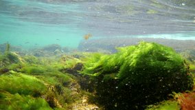 breaking wave splashes and makes air bubbles in the supralittoral zone of the Black sea, underwater snorkel footage, stones covered with green algae and small juvenile fish swim in saltwater