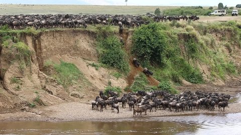 Wildebeest are following each other in the savannah. Great Migration. Kenya. Tanzania. Maasai Mara National Park.