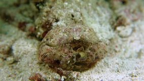 Rough box crab sits on the white sand. Night dive. Philippines. Malapascua