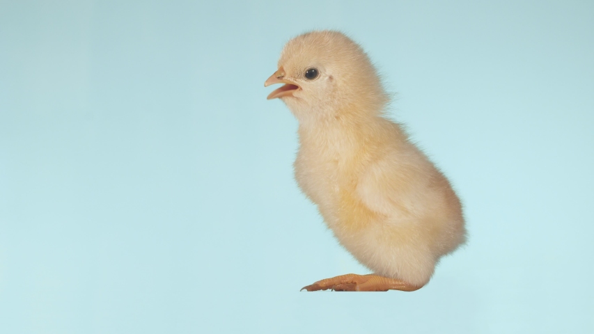 One small fluffy chicken on an isolated background screams loudly.