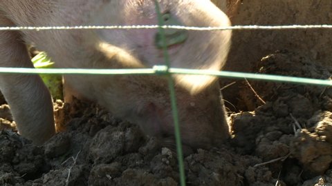 Handheld, close up shot of a pig scrounging in mud clumps for food.