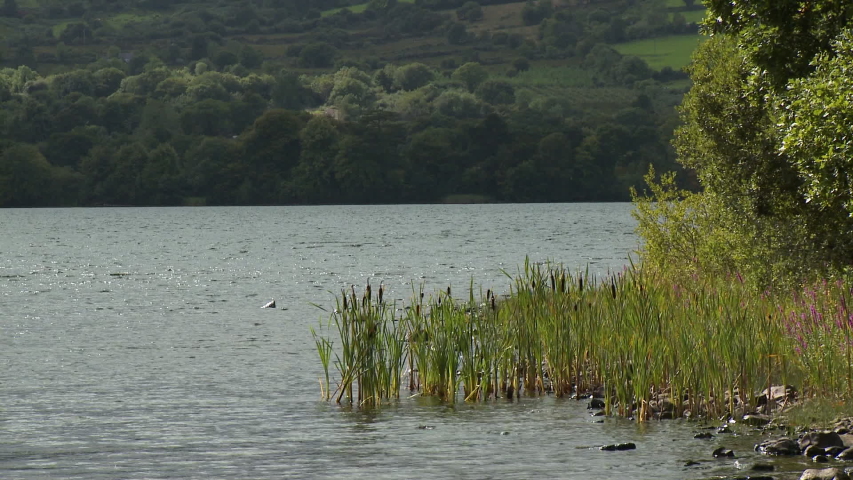 Steady, medium wide shot of reeds in lake water and prairie hills in the background.