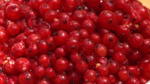 Steady, extreme close up on a pile of Red Currants.