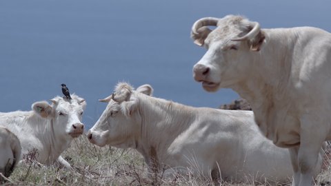A young white cow, Blonde d'Aquitaine, shakes a starling bird off her head while getting up from laying in the grass together with other cows in the Azores.