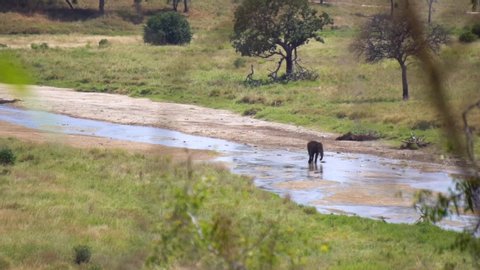 Lonely Elephant Walking in Shallow River in Tanzania National Park Slow Motion. Animal in Natural Environment