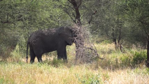Elephant in Natural Environment Slow Motion. Animal Standing Tree and Eating. Tanzania National Park