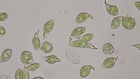 Euglena is a genus of single-celled flagellate Eukaryotes under microscopic view for education.
